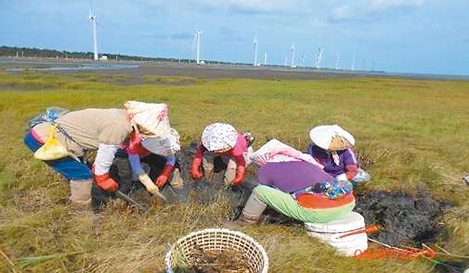 市府每年定期编列150万元，以人工方式进行互花米草与芦苇挖除作业。（台中市政府提供／陈世宗台中传真）
