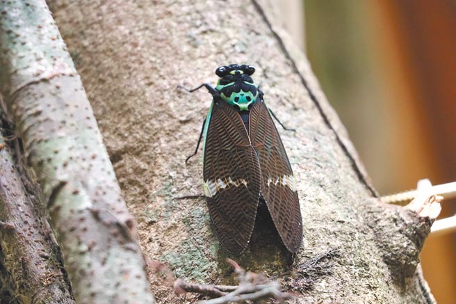 台灣爺蟬為台灣蟬中體型最大的，背面美麗的花紋是特色。（嘉義林管處提供／張亦惠嘉縣傳真）