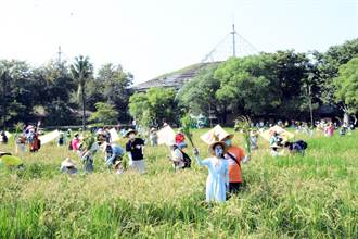 屏東六堆秋收祭 數百位民眾割稻慶豐收