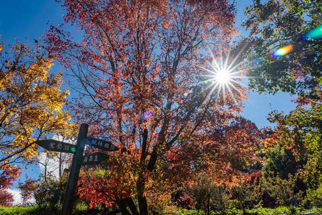 秋天是赏枫的好季节，福寿山农场鸳鸯湖畔枫叶正红，松庐枫红也将接力登场。（福寿山农场提供／陈淑娥台中传真）