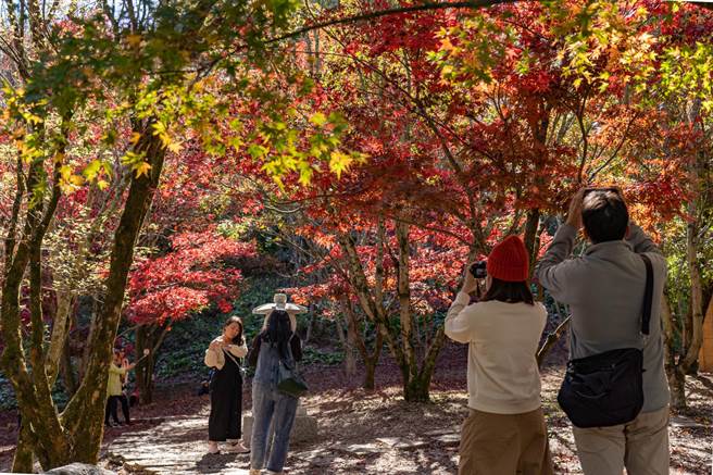 秋天是赏枫的好季节，福寿山农场鸳鸯湖畔枫叶正红，松庐枫红也将接力登场。（福寿山农场提供／陈淑娥台中传真）