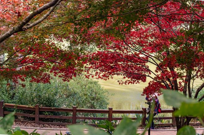秋天是赏枫的好季节，福寿山农场鸳鸯湖畔枫叶正红，松庐枫红也将接力登场。（福寿山农场提供／陈淑娥台中传真）