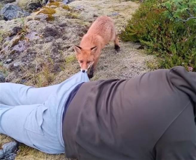 有名摄影师在挪威的西奥伦群岛拍摄自然景象时，突然一只野生狐狸好奇靠近，甚至还咬他的裤子，让摄影师忍不住笑出来。（图／翻摄自 jens.birkeland IG） 