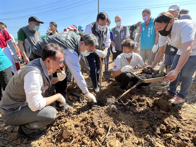 鄭文燦挖出熱騰騰的台農57號觀音地瓜當場開嗑，直讚又香又甜又棒。(蔡依珍攝)