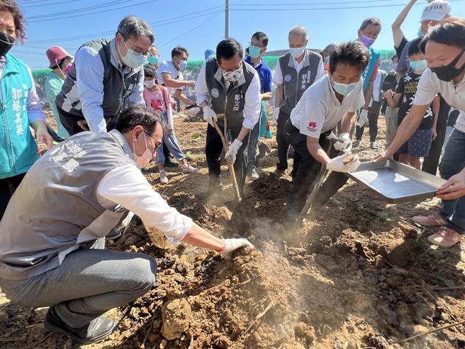鄭文燦挖出熱騰騰的台農57號觀音地瓜當場開嗑，直讚又香又甜又棒。(蔡依珍攝)