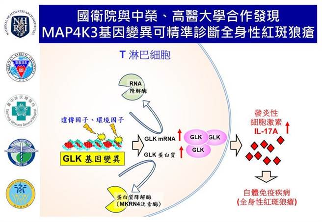 （MAP4K3基因变异可精准诊断全身性红斑狼疮。图／国卫院提供）