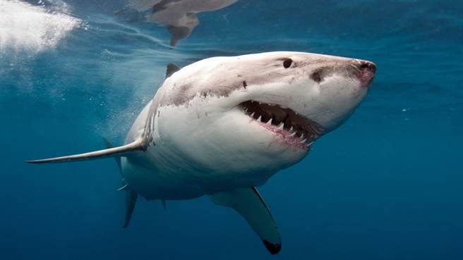 一名攝影師在澳洲南部海域拍到一隻全身都是傷疤的大白鯊，被媒體譽為「最憔悴」、「最堅強」的大白鯊。（示意圖／shutterstock）