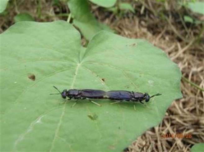 政院农业委员会畜产试验所投入有机资源物生物加值整合性科技与应用技术之研发工作。图为交尾中的黑水虻。图／农委会提供