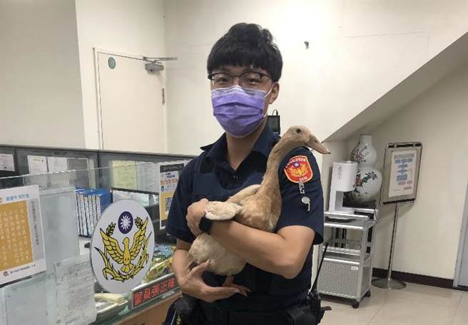 从警3年4个月的员警邱程煜，当时硬着头皮，伸手抱「紧」处理，先将惊慌鸭带回派出所安置。（台中市警第二分局提供／张妍溱台中传真）