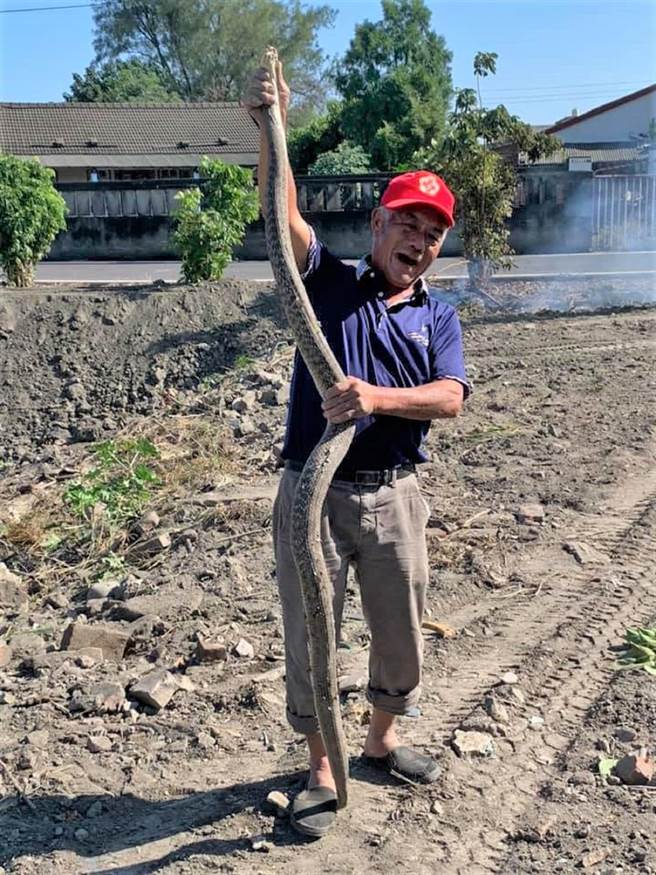 云林县水林乡湾西村村长黄常擅长捉蛇，30余年来已捕获上千尾。（民眾提供／张朝欣云林传真）