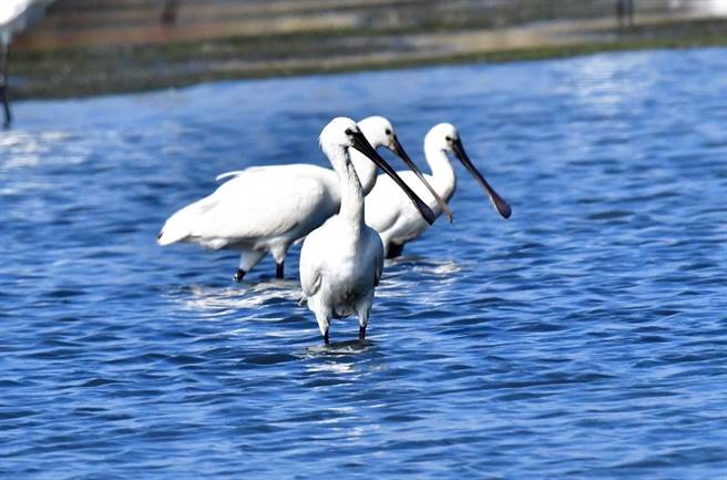 鸟友黄永丰7日在台南市七股区顶山赏鸟亭，发现3只白面琵鹭惊喜现身在栖地。（黄永丰提供／张毓翎台南传真）