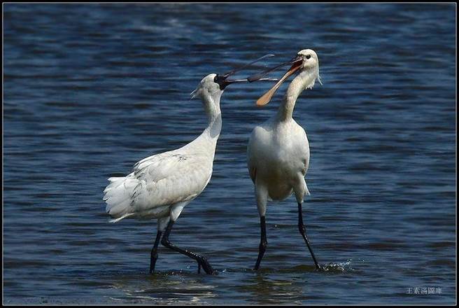 右边为白面琵鹭。（黄永丰提供／张毓翎台南传真）