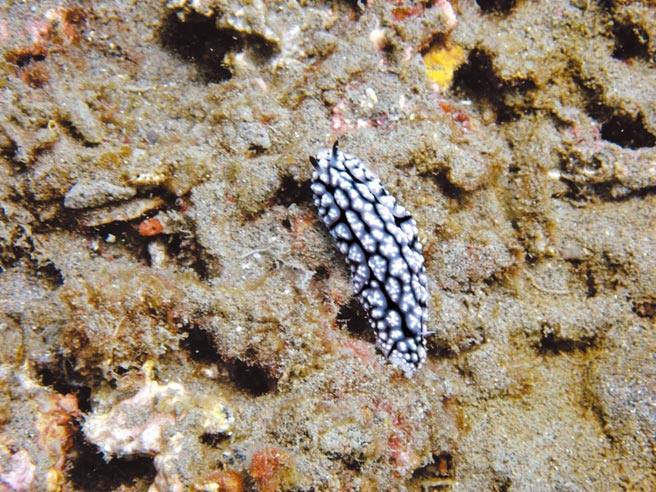 花蓮豐濱鄉新社部落近年因族人在臨海梯田恢復有機農法後，並參與全台首例由部落自主監控珊瑚礁生態計畫，用圖像向部落孩童訴說大海的重要性。（潘國祥提供／羅亦晽花蓮傳真）