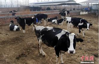 陸官媒發文：不宜過度追求乳品業高端化、發展高價格乳製產品