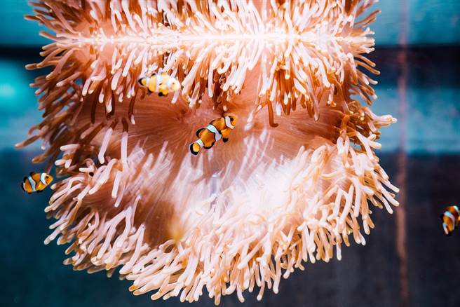 屏東海生館冬季全新活動「璀璨之海：共生的海洋日常」登場，除展出6種具有共生行為的海洋生物，如模樣十分吸睛的性感蝦及拳擊蟹。（謝佳潾攝）
