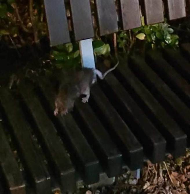 北市议员李明贤爆料，大港墘公园近期鼠辈横行，吓坏许多小孩。（北市议员李明贤提供）