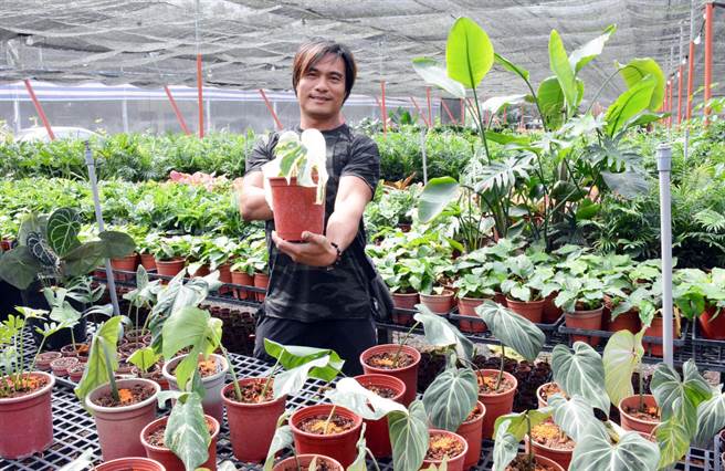 投入观叶植物种植15年的柯茗骏，正迎接难得一见的市场狂潮。（林和生摄）