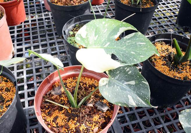 过去被认为是次级品的白斑龟背芋，如今身价水涨船高，每盆喊价2至4万元。（林和生摄）