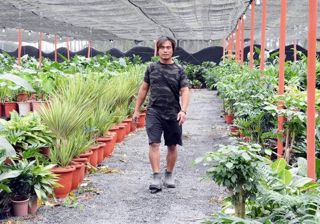 柯茗骏走在精心种植的园艺园地，每株植物都成了娇客。（林和生摄）