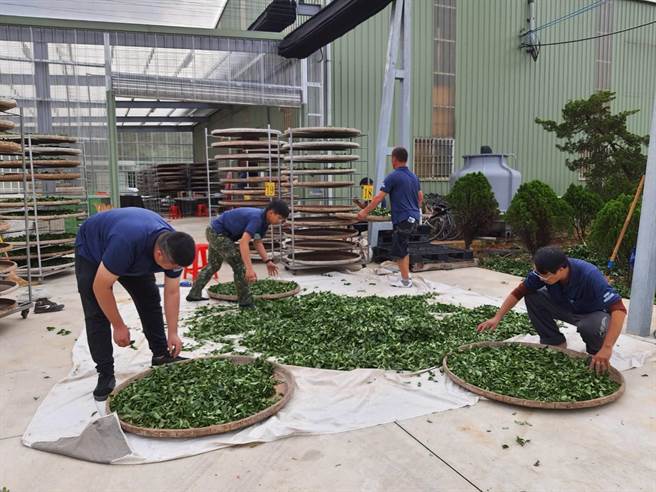 包种茶市场萎缩桃园龙潭区农会办竞赛鼓励茶农增技术。（吕筱蝉摄）