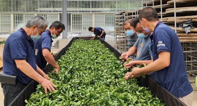 包种茶市场萎缩桃园龙潭区农会办竞赛鼓励茶农增技术。（吕筱蝉摄）