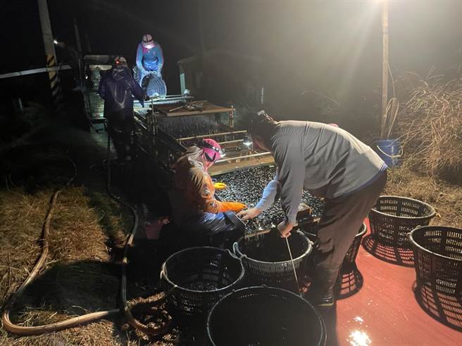 天未亮，漁民穿上厚衣把自己包緊緊，趁新鮮將文蛤分類、裝袋。（南縣區漁會提供／張毓翎台南傳真）