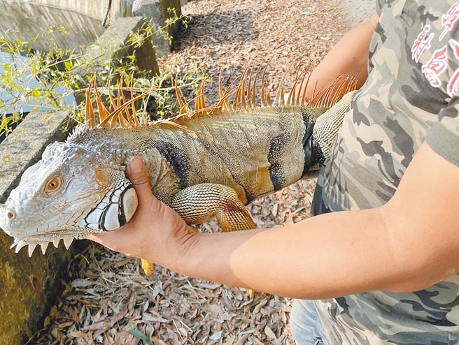 嘉义县政府与嘉义大学团队合作成立绿鬣蜥移除大队，上工6天，共捕抓到162只成蜥。（嘉义县政府提供／吕妍庭嘉县传真）