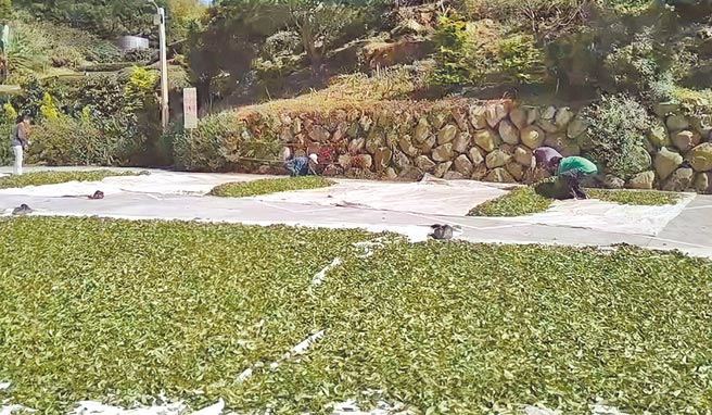 每年10月底到11月中下旬是大阿里山冬茶採茶季节，嘉义县梅山乡农民採茶后在空地上晒茶菁。（张亦惠摄）