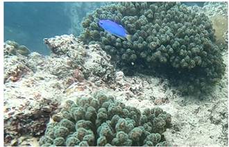 永安天然氣廠旁海域發現珊瑚 中油：可能與「鑽石水」有關