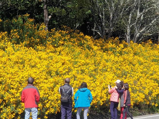 武陵农场的入口花园芳香万寿菊盛开金黄花朵，花墙高达5公尺、长约200公尺。（武陵农场提供／王文吉台中传真）