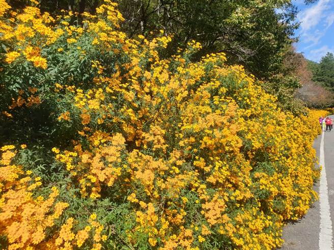武陵芳香万寿菊盛开，带有不可思议的「百香果香」及清新香草味。（武陵农场提供／王文吉台中传真）