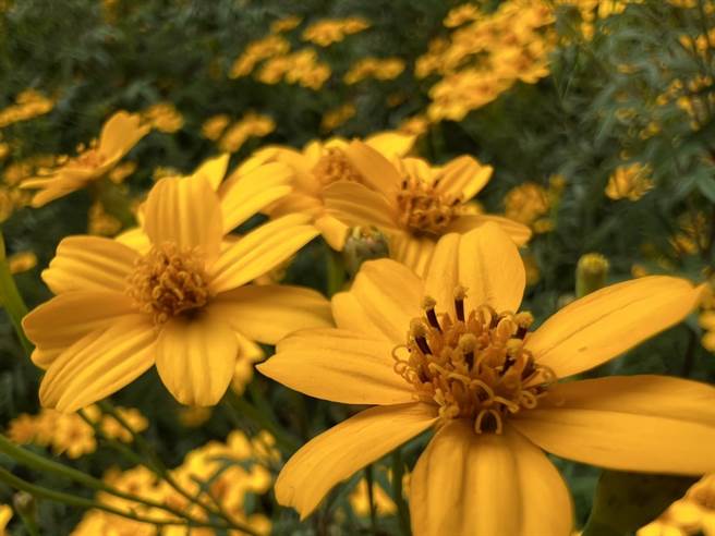 武陵芳香万寿菊每株可高达约150公分，而且花色较平地更为饱满亮眼。（武陵农场提供／王文吉台中传真）