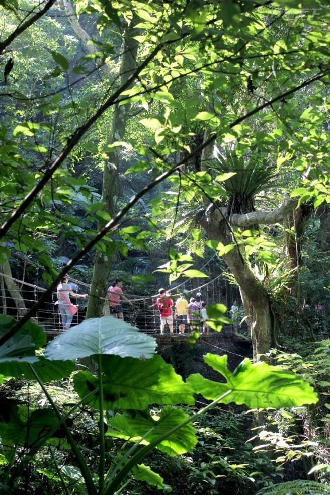 大板根森林的一环登山道行经两座森林吊桥，绿林蓬勃、生态丰富。(图/行遍天下)