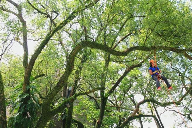 在饭店内就可尽情探索森林。(图/行遍天下)