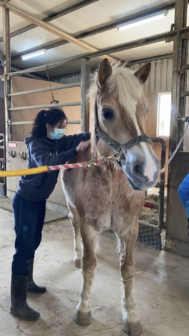 中兴大学兽医系锺宇柔曾在马场实习，不但刷马、洗马，还要清理马蹄。（兴大提供／林欣仪台中传真）