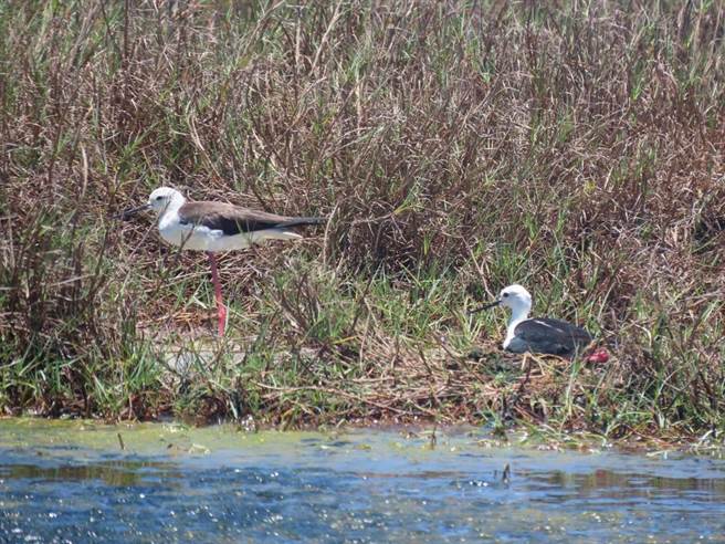 云林县口湖乡成龙溼地侦探社记录溼地生态，发现候鸟「晚到晚走」趋势。（观树教育基金会提供／张朝欣云林传真）
