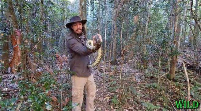 3宝爸将巨蟒拿起来放在手上，下秒遭狠咬切断脉。（图／翻摄自YouTube／WILD Conservation）