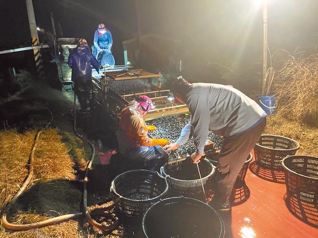 近日早晚氣溫明顯降低，漁民為防寒害，天未亮就趕緊將文蛤分類、裝袋。（南縣區漁會提供／張毓翎台南傳真）