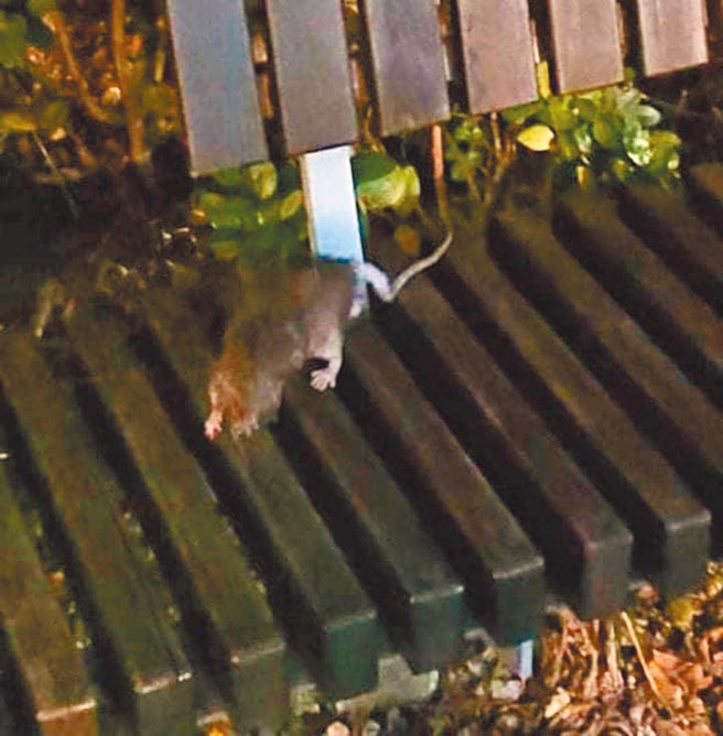 台北市議員李明賢爆料，大港墘公園近期鼠輩橫行，嚇壞許多小孩。（李明賢提供／黃婉婷台北傳真）