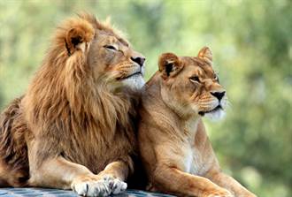 新加坡確診人數多 動物園獅子陸續染疫   