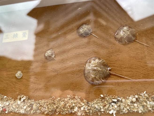 國立海洋科技博物館「110海洋公民實踐行動計畫」成果發表會登場。（國立海洋科技博物館提供／陳彩玲基隆傳真）