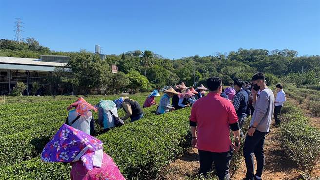 頭份市長羅雪珠歡迎大家13、14兩天來頭份參加熱鬧的菁採茶歌節。（頭份市公所提供／謝明俊苗栗傳真）