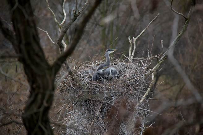 一只金鵰趁苍鹭父母不在偷袭幼鸟，其中一只小苍鹭奋起反抗，成功保住自己性命。(示意图/达志影像)