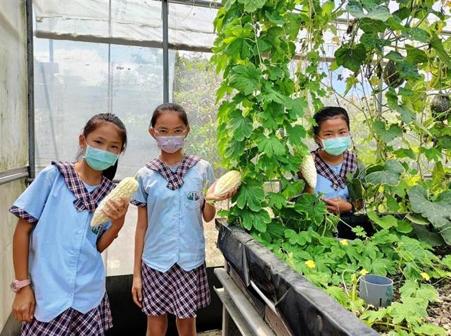 嘉义县朴子市竹村国小温室鱼菜砾共生实验农场在扶轮社协助升级下，正式朝向科技化管理，成为智慧农业一环，创新农法也让师生相当期待。 （竹村国小提供／吕妍庭嘉义传真）
