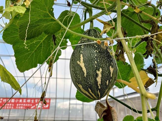 朴子市竹村国小温室鱼菜砾共生实验农场除常见的叶菜类，还成功种出地瓜、南瓜等作物。 （竹村国小提供／吕妍庭嘉义传真）