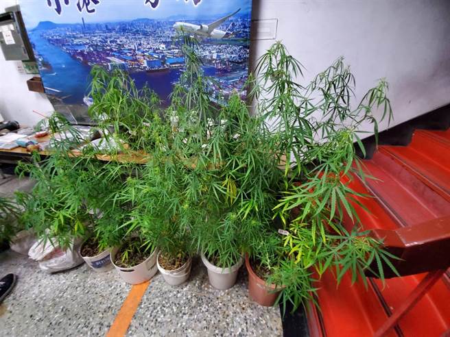 警方在大寮民宅內查獲大批大麻活株。（翻攝照片／高雄洪靖宜傳真）