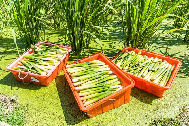 筊白笋虽然被称为「笋」，口感也与笋近似，但完全不是一家人，反而跟稻米是亲戚。(示意图/Shutterstock)