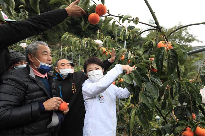 台中市长卢秀燕走访大世纪农场体验採收甜柿。（王文吉摄）