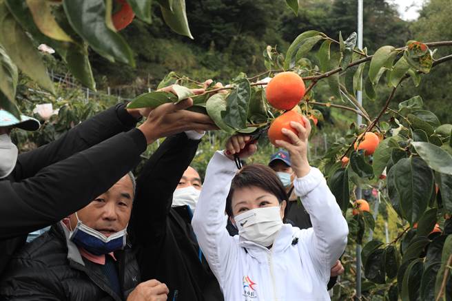 台中市长卢秀燕走访大世纪农场体验採收甜柿。（王文吉摄）