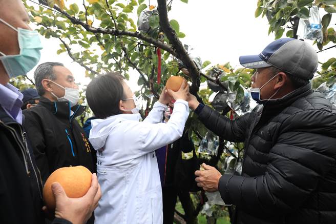 台中市长卢秀燕走访大世纪农场体验採收雪梨。（王文吉摄）